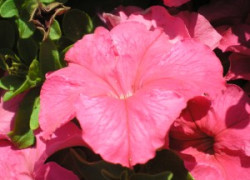 Благоустройство сада