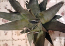 Забавные факты обо всём