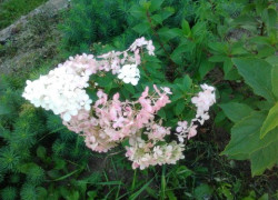 Консультация