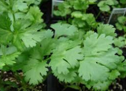 КАКИЕ ПРОДУКТЫ ВЫВОДЯТ ТОКСИНЫ?