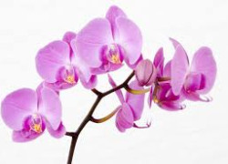 Влажность воздуха и орхидея